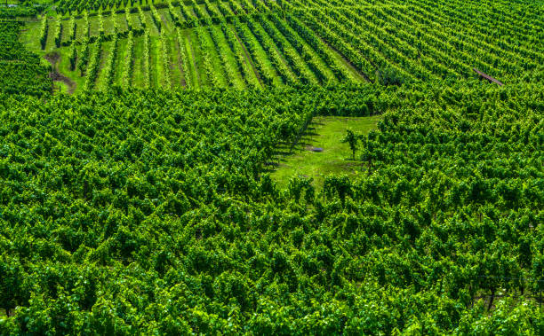 istock Vineyard In Wachau Danube Valley In Austria 1265292272