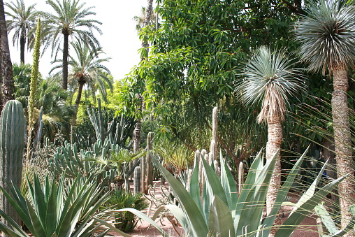 exotic outdoor garden with palm tree and cactus