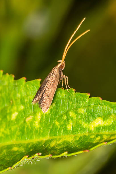 istock Close-up of brown moth. Moth on the leaf. 1265294662
