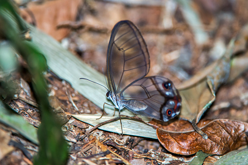 The amber phantom butterfly photographed in Linhares, Espirito Santo. Southeast of Brazil. Atlantic Forest Biome. Picture made in 2015.