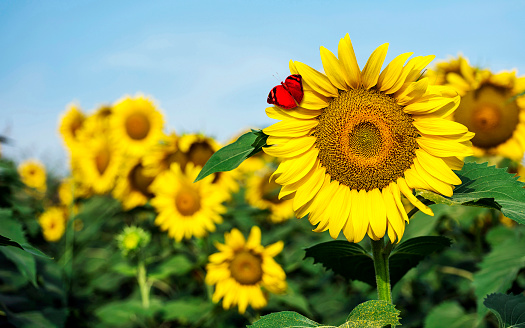 Glowing sunflower from behind in Turkey. Focus on foreground.