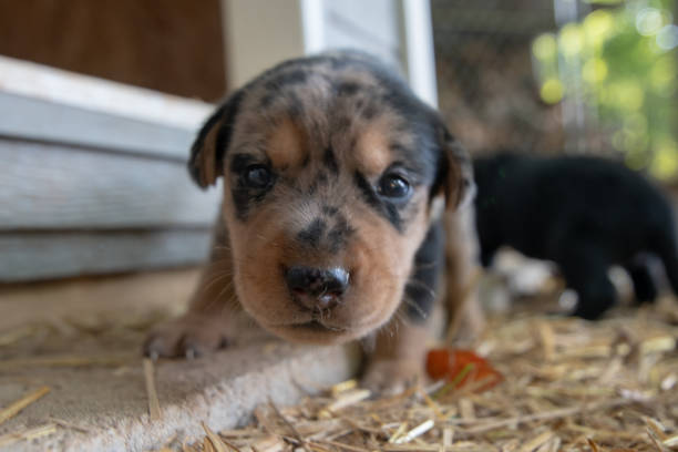 istock week old newborn terrier puppies browsing around the doghouse 1265300111
