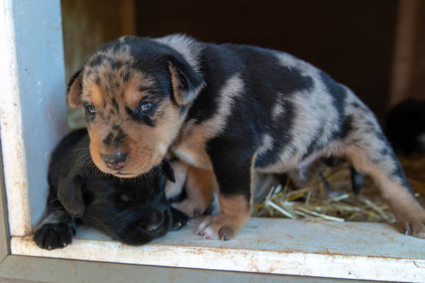istock week old newborn terrier puppies browsing around the doghouse 1265300176