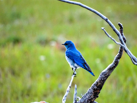 Mountain Bluebird perched on a tree seen at Yellowstone National Park in the Old Faithful area