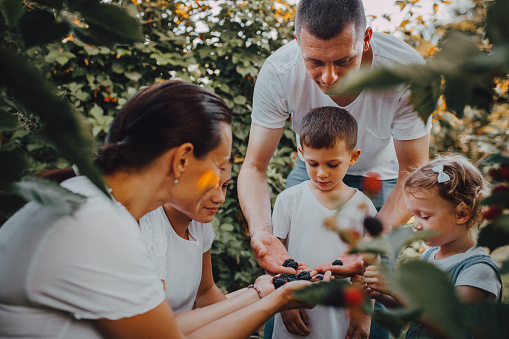 the family picks blackberries