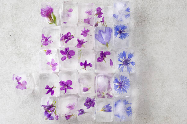 Edible summer flowers frozen in ice cubes on gray background.