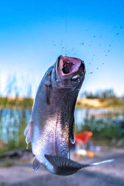 istock fishing for trout in a small lake in washington state 1265304631