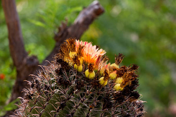 istock Barrel cactus with orange blooms and yellow fruit 1265304649
