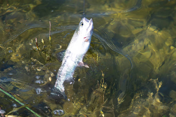 istock fishing for trout in a small lake in washington state 1265304886