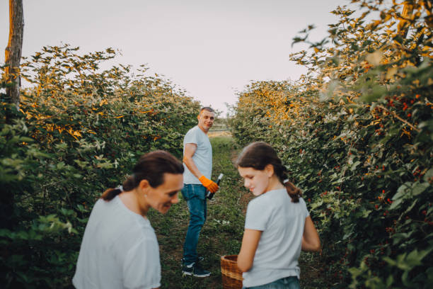 Family picking berries