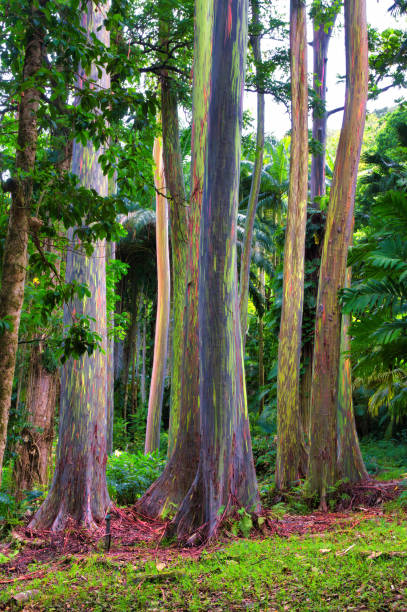 하나로 가는 길을 따라 숲에 있는 무지개 유칼립투스 나무. - hana maui eucalyptus road 뉴스 사진 이미지