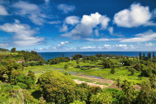 마우이의 무성한 열대 우림. - hawaii islands maui hana road 뉴스 사진 이미지