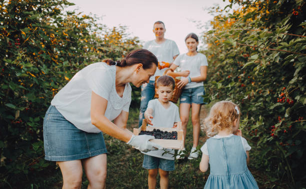 the family picks blackberries