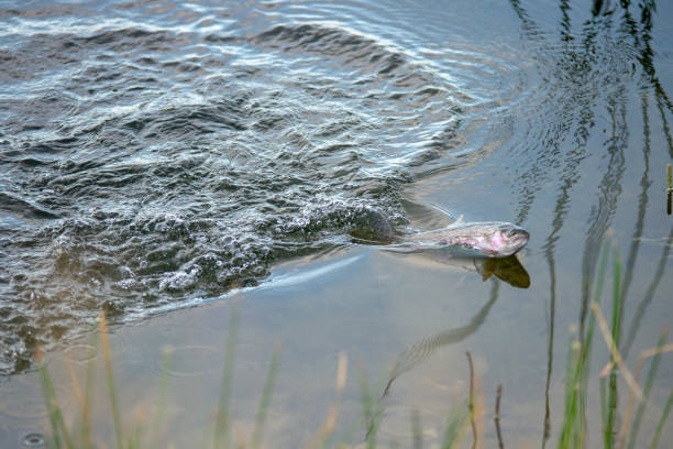 istock fishing for trout in a small lake in washington state 1265305266