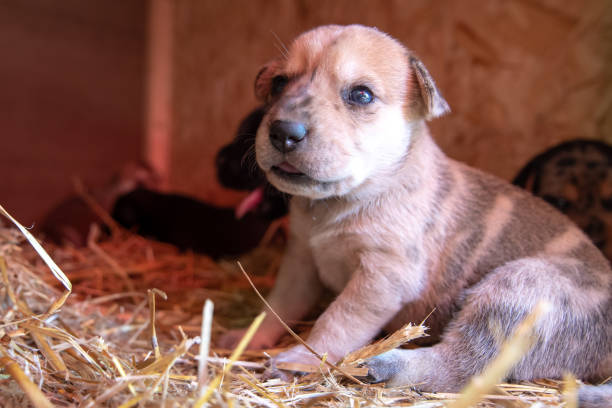 istock week old newborn terrier puppies browsing around the doghouse 1265305440