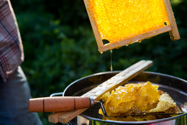 honeycomb with honey beautifully glowing in the sunlight closeup - photography nature rural scene full frame imagens e fotografias de stock