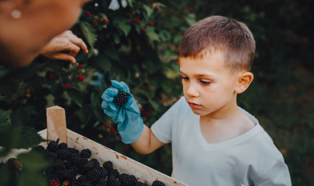 istock The little boy and his mom picking fruit and the sunset 1265306077