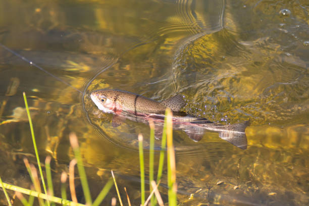 fishing for trout in a small lake in washington state