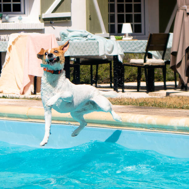 1,682 Dog Fail Stock Photos, Pictures & Royalty-Free Images - iStock | Dog mess, Dog stuck, Funny accident 1,682 Dog Fail Stock Photos, Pictures & Royalty-Free Images - iStock | Dog mess, Dog stuck, Funny accident