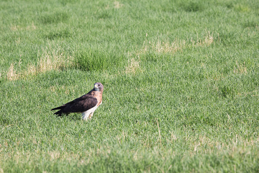 Beautiful Swainson's Hawk stands in grassy farm field of Santa Cruz Flats in Arizona.