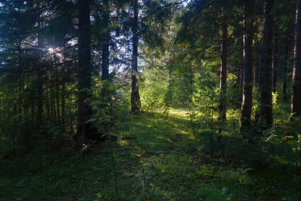 istock Summer landscape footpath in spruce forest on. 1265306201