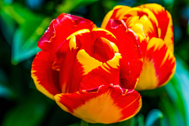 Red Yellow Banja Luka Tulips Blooming Macro
