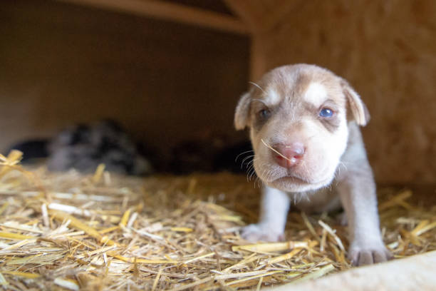 istock week old newborn terrier puppies browsing around the doghouse 1265313490