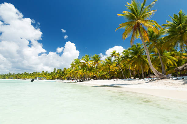 istock White sandy beach with sea and palms 1265314157