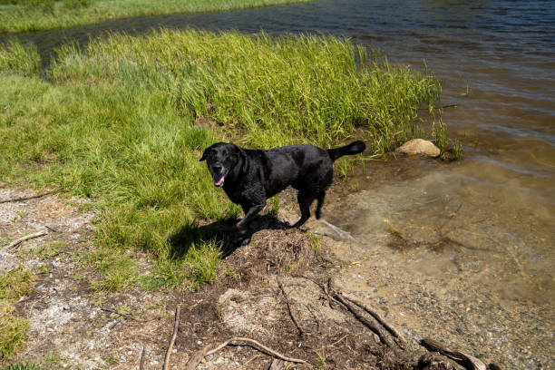happy black lab dog emerges from the water at meadowlark lake in the bighorn mountains of wyoming, wagging his tail after having a swim - dog tail shaking retriever imagens e fotografias de stock