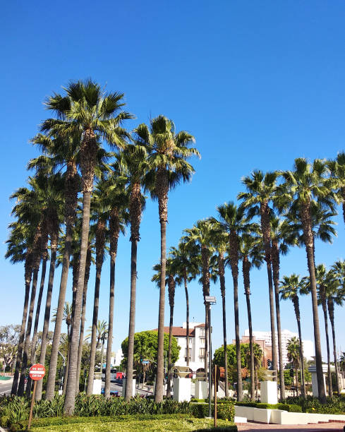 istock high palm trees in Los Angeles city 1265314934