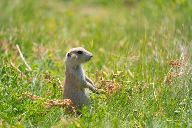 urocza prairie pies stoi na haunches i tylne nogi rozejrzeć. zrobione w devils tower national monument - groundhog animal animal behavior beauty in nature zdjęcia i obrazy z banku zdjęć