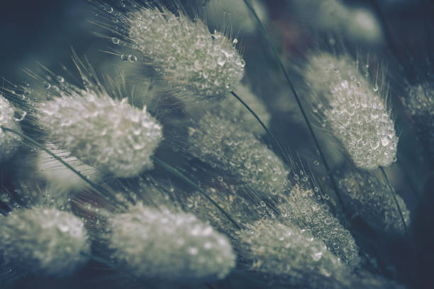 istock Dewy drops on a dandelion; Nature Background 1265316090