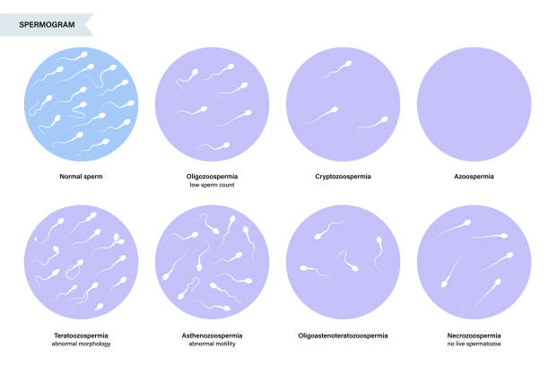 bildbanksillustrationer, clip art samt tecknat material och ikoner med fertiliteten hos människor - parade