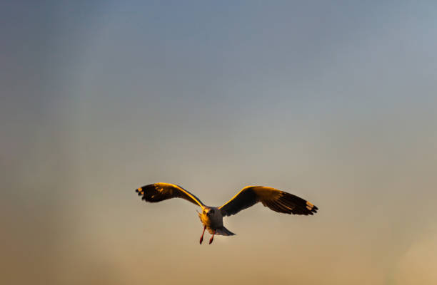 istock Seagull flying spread wings in the sky at evening. 1265316520