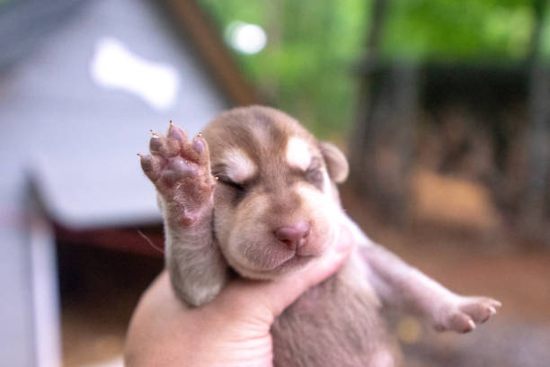 istock week old newborn terrier puppies browsing around the doghouse 1265316571