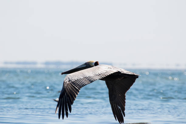 istock Pelican Flying above the water 1265317349