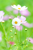 cosmos-blumen.jpg?b=1&s=170x170&k=20&c=u