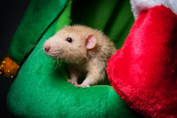 istock Christmas Stocking Pet Rat 1265318900