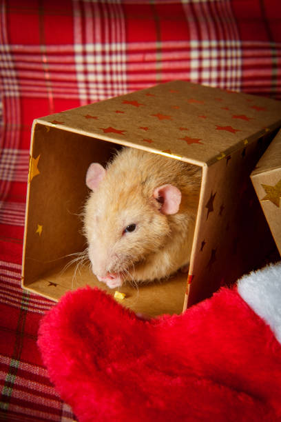 istock Christmas Stocking Pet Rat 1265318911