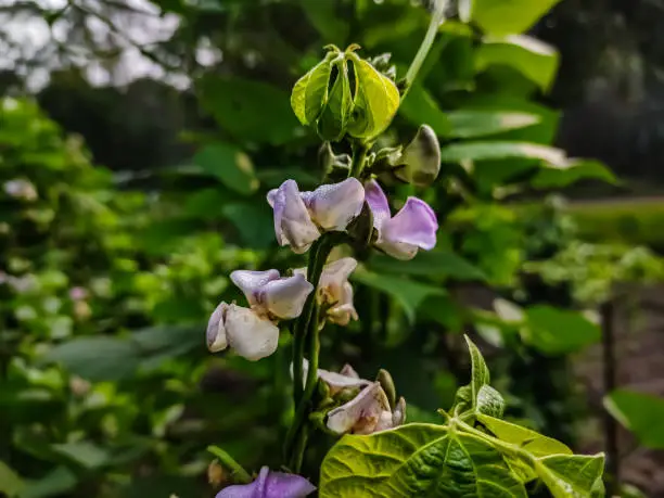 Phaseolus (bean, wild bean) is a genus of herbaceous to woody annual and perennial vines in the family Fabaceae containing about 70 plant species, all native to the Americas, primarily Mesoamerica.