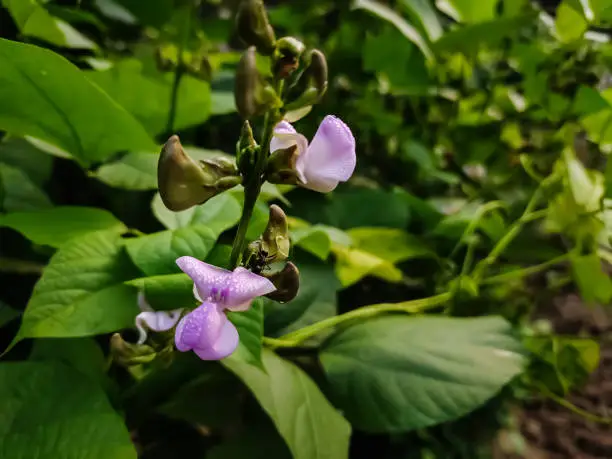 Phaseolus (bean, wild bean) is a genus of herbaceous to woody annual and perennial vines in the family Fabaceae containing about 70 plant species, all native to the Americas, primarily Mesoamerica.