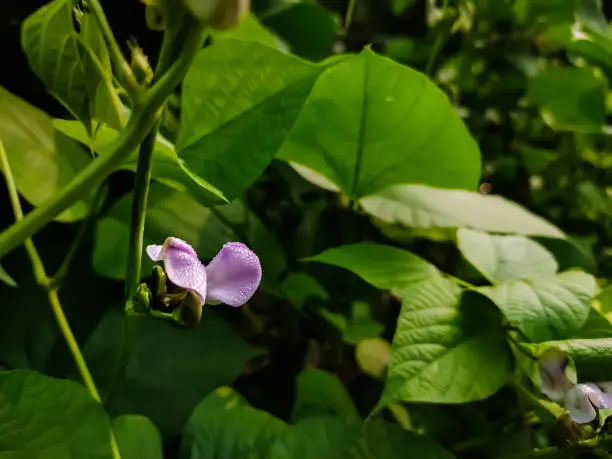 Phaseolus (bean, wild bean) is a genus of herbaceous to woody annual and perennial vines in the family Fabaceae containing about 70 plant species, all native to the Americas, primarily Mesoamerica.