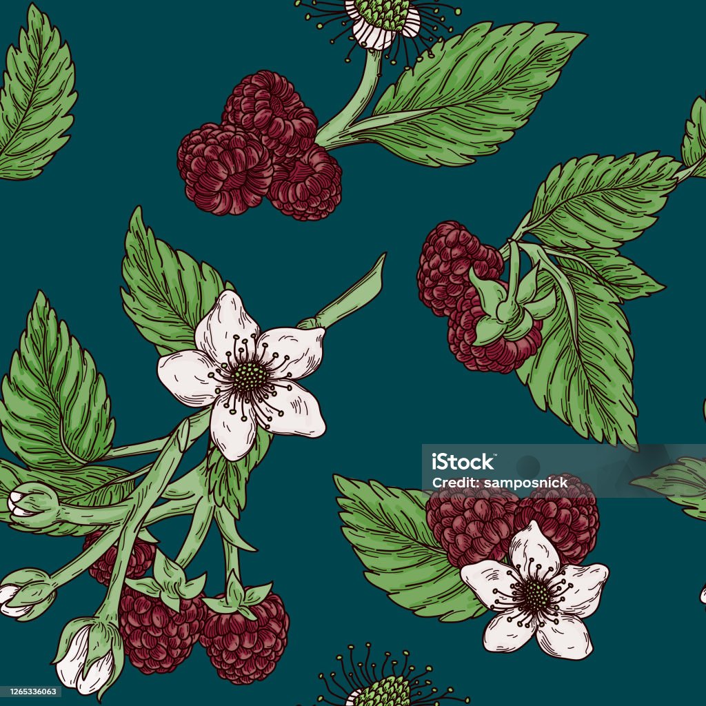 Vintage Raspberry Themed Decor Vintage Raspberry Blossom Seamless Pattern Stock Illustration ...