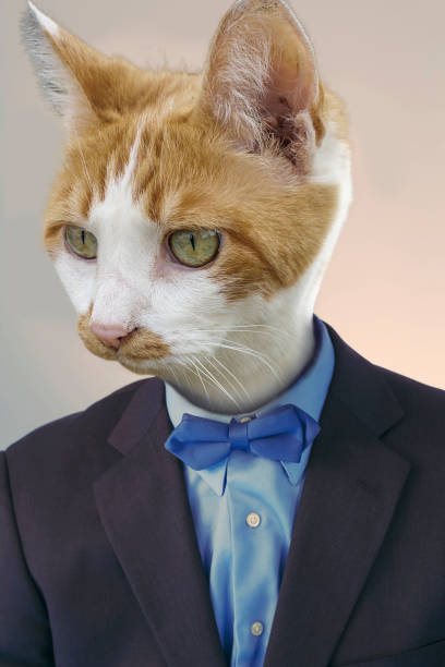 istock Cat Businessman Funny 1265336168