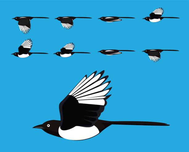 illustrazioni stock, clip art, cartoni animati e icone di tendenza di bird magpie flying cartoon vector animation fotogramma - gazza