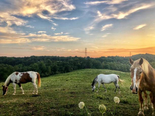 istock Horses in field at dusk 1265338477