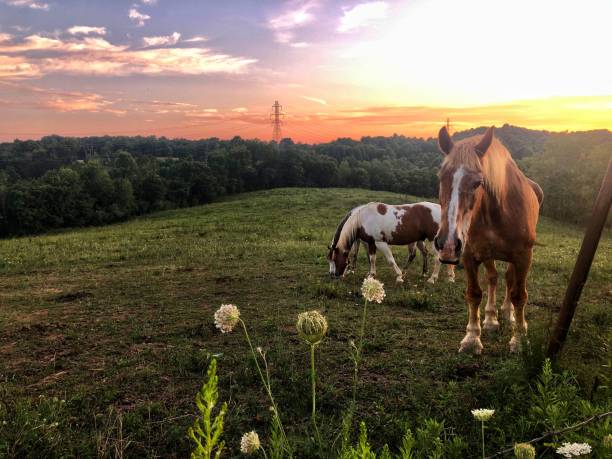 istock Horses in field at dusk 1265338488