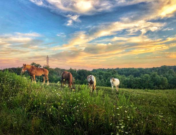istock Horses in field at dusk 1265338508