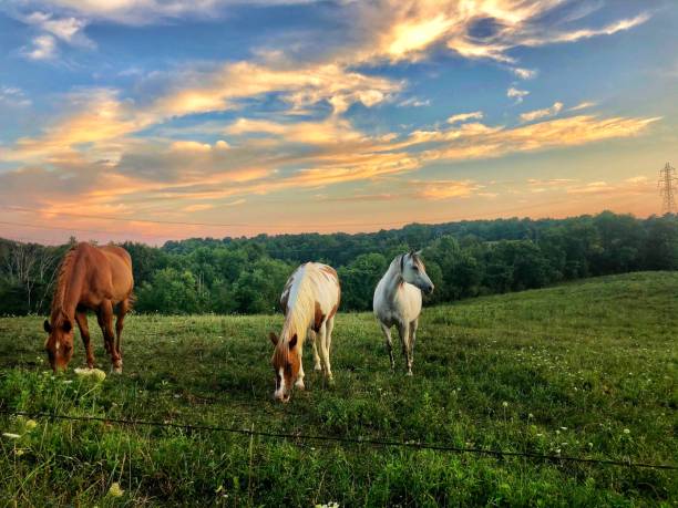 istock Horses in field at dusk 1265338534