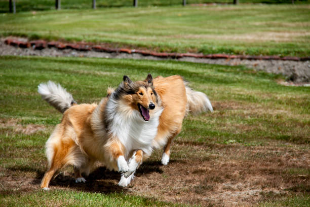 A pair of collies running around the lawn